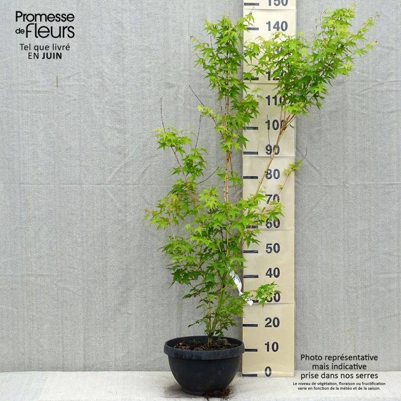 Esemplare di Acer palmatum Bi Hoo - Acero giapponese Ciotola da 7,5L/10L consegnato in estate
