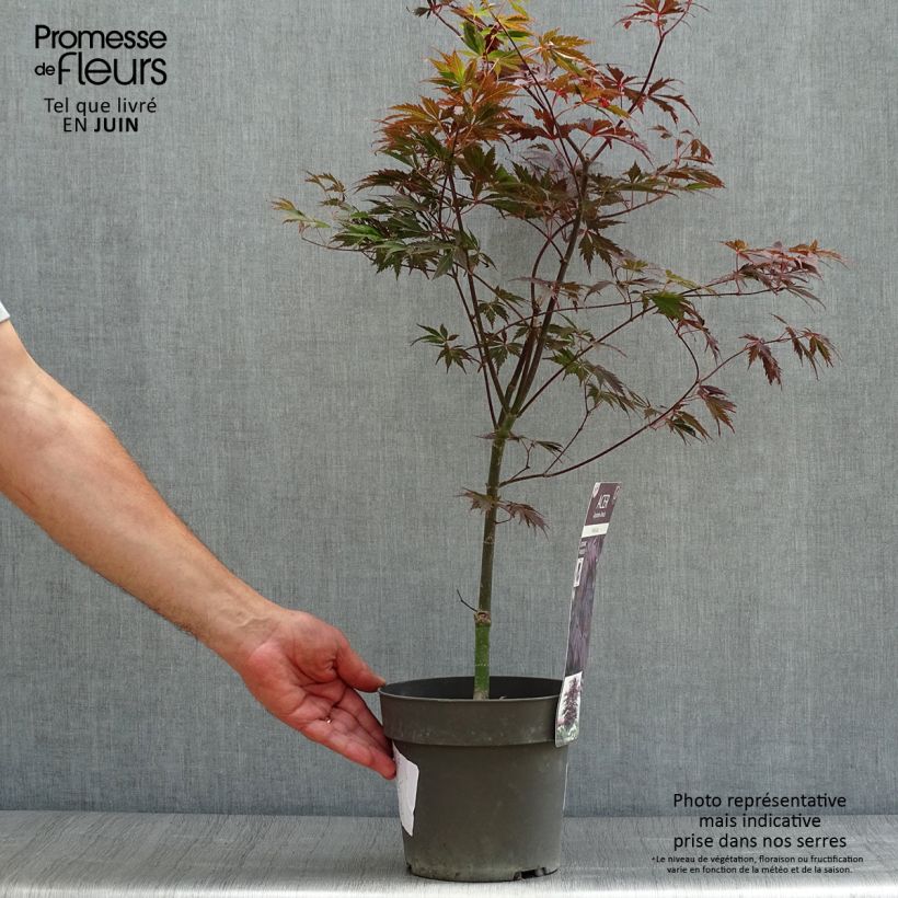 Esemplare di Acer palmatum Black Lace - Acero giapponese Vaso da 2L/3L consegnato in estate
