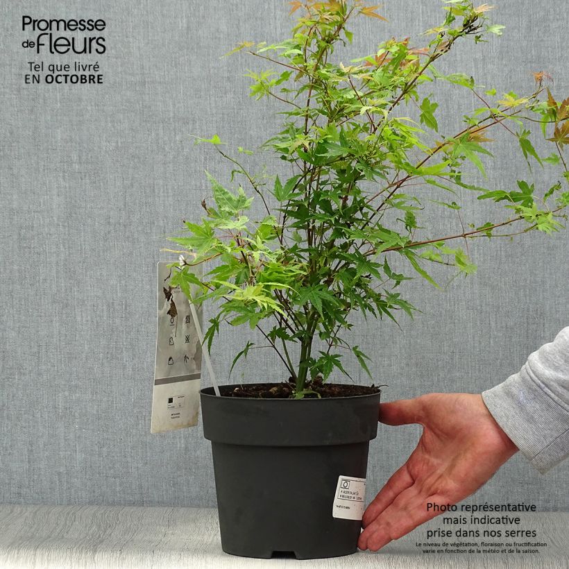 Esemplare di Acer palmatum Phoenix - Acero giapponese Vaso da 2L/3L come consegnato in autunno