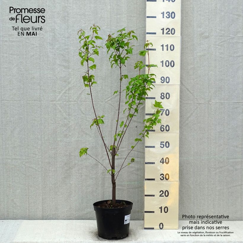 Acer tataricum - Acero di fuoco Vaso da 4L/5L esemplare consegnato in primavera