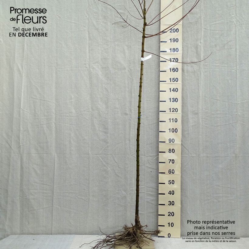 Acer tataricum - Acero di fuoco Piante grandi a radice nuda esemplare consegnato in inverno