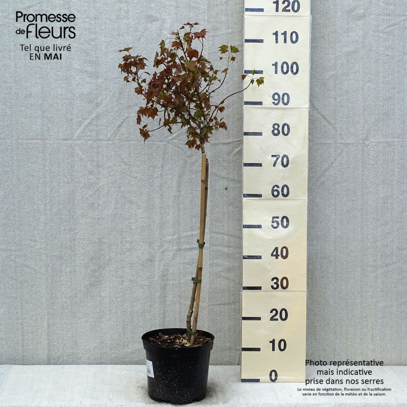 Acer Ample Surprise Vaso da 4L/5L esemplare consegnato in primavera