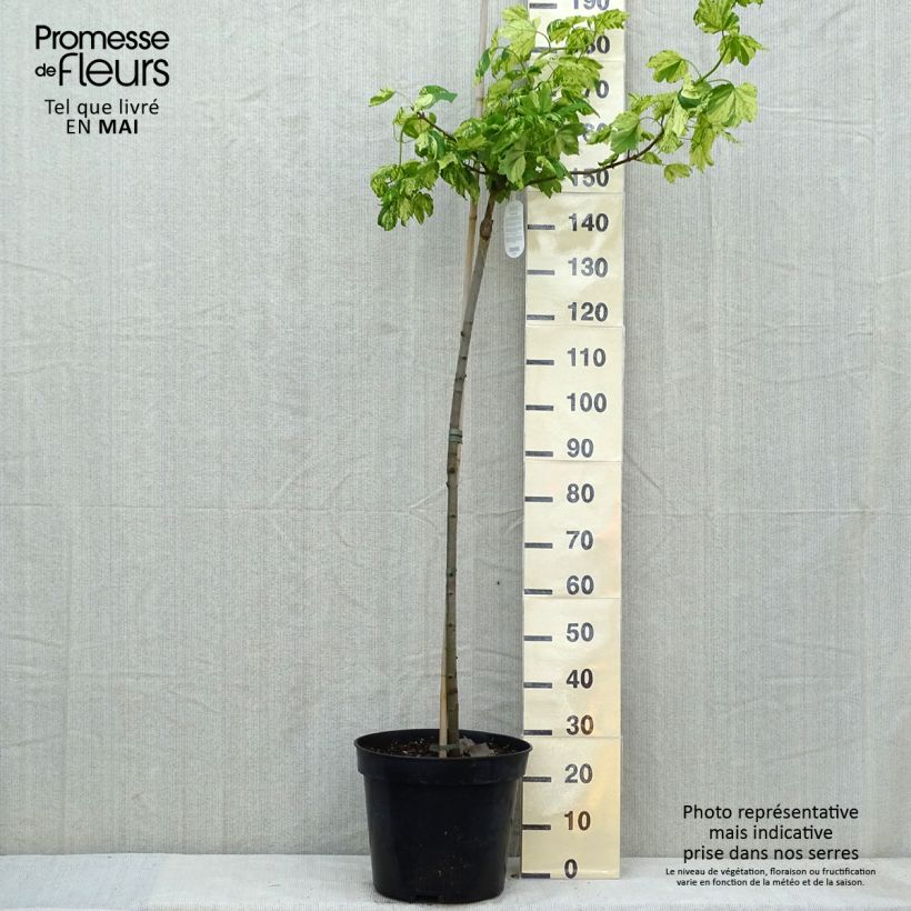 Acer pseudoplatanus Leopoldii Vaso da 20L/25L esemplare consegnato in primavera