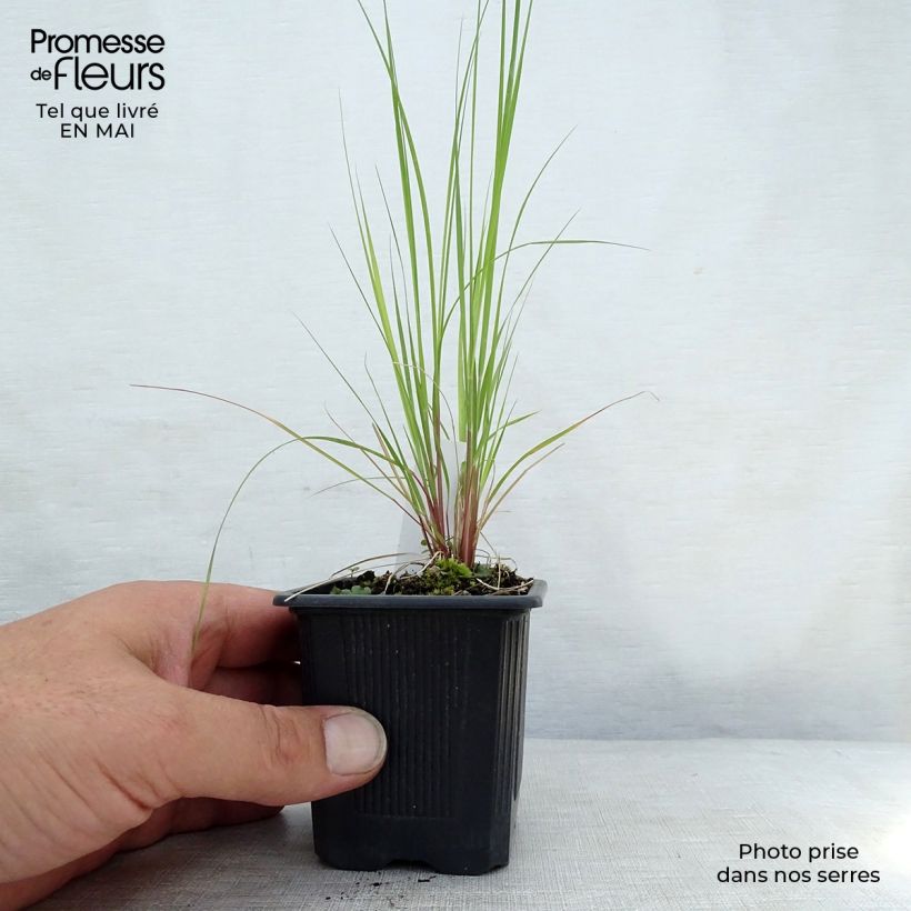Eragrostis curvula - Panicella ricurva Vasetto da 8/9 cm esemplare consegnato in primavera