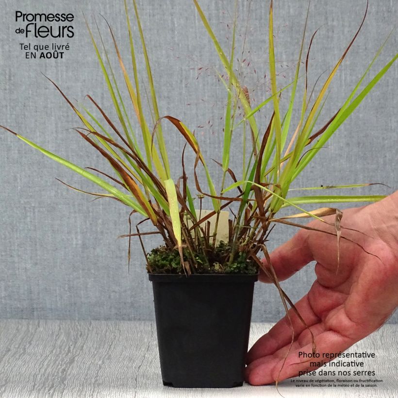 Esemplare di Eragrostis spectabilis Great Plains Vasetto da 8/9 cm consegnato in estate