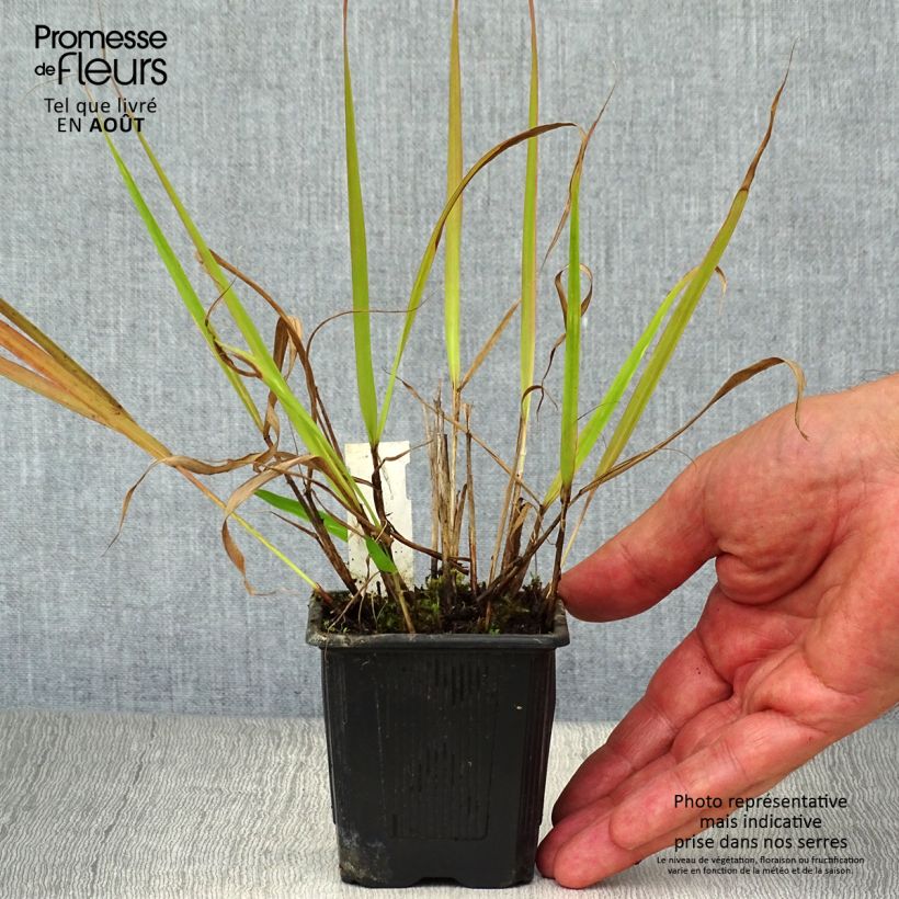 Esemplare di Eragrostis spectabilis Vasetto da 8/9 cm consegnato in estate