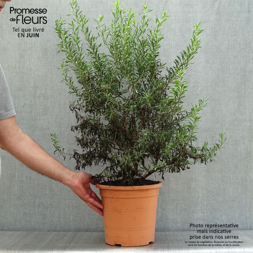 Esemplare di Eremophila maculata Aurea Vaso da 7,5L/10L consegnato in estate