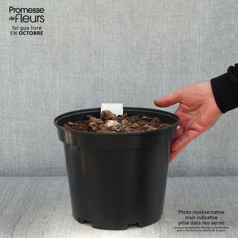 Esemplare di Eremurus himalaicus Vaso da 7,5L/10L come consegnato in autunno