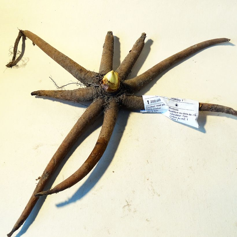 Esempio di esemplare Eremurus robustus Bulbo taglia I come consegnato