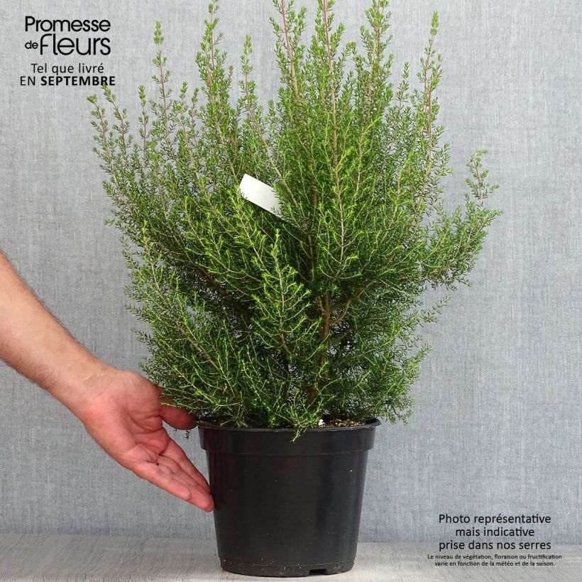 Esemplare di Erica canaliculata Vaso da 4L/5L consegnato in estate