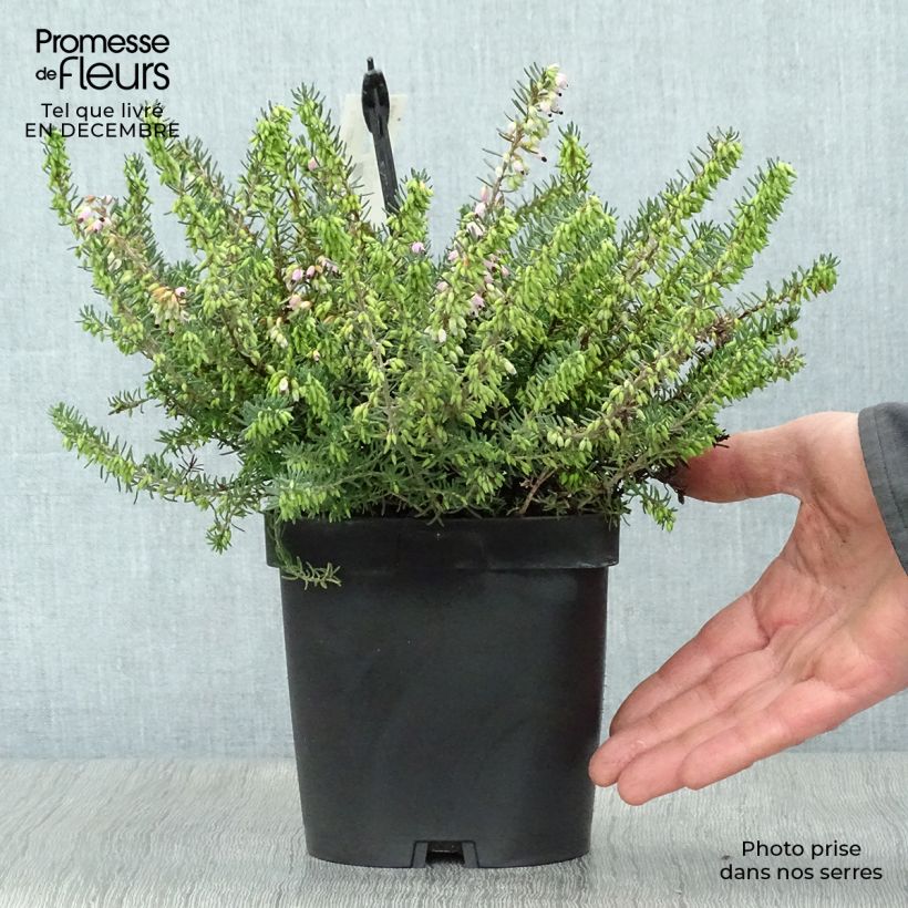 Erica darleyensis Tyann Vaso da 2L/3L esemplare consegnato in inverno