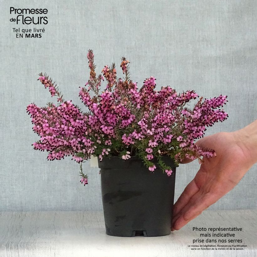 Erica darleyensis Tyann Vaso da 2L/3L esemplare consegnato in primavera