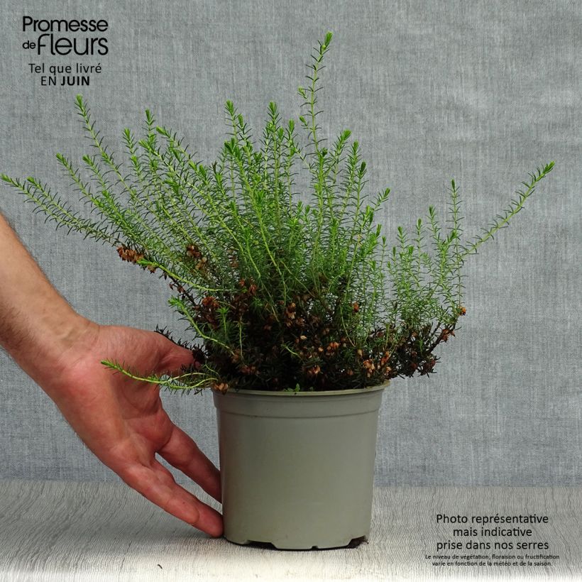 Esemplare di Erica darleyensis White Perfection Vasetto da 8/9 cm consegnato in estate