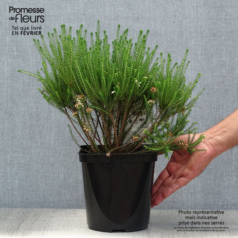 Esemplare di Erica terminalis Vaso da 4L/5L come consegnato in autunno