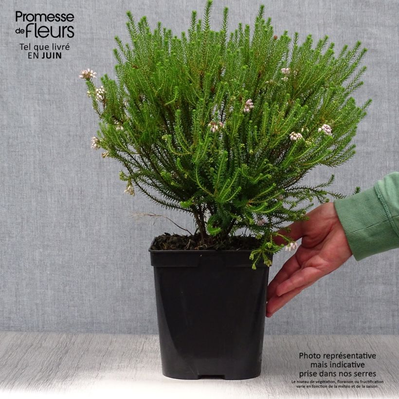 Esemplare di Erica terminalis Vaso da 4L/5L consegnato in estate