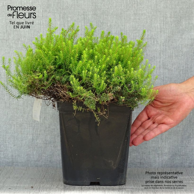 Esemplare di Erica darleyensis Eva Gold Vaso da 3L/4L consegnato in estate