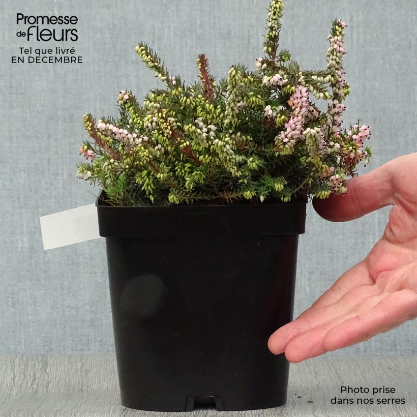 Erica darleyensis Winter Belles Phoebe Vaso da 2L/3L esemplare consegnato in inverno
