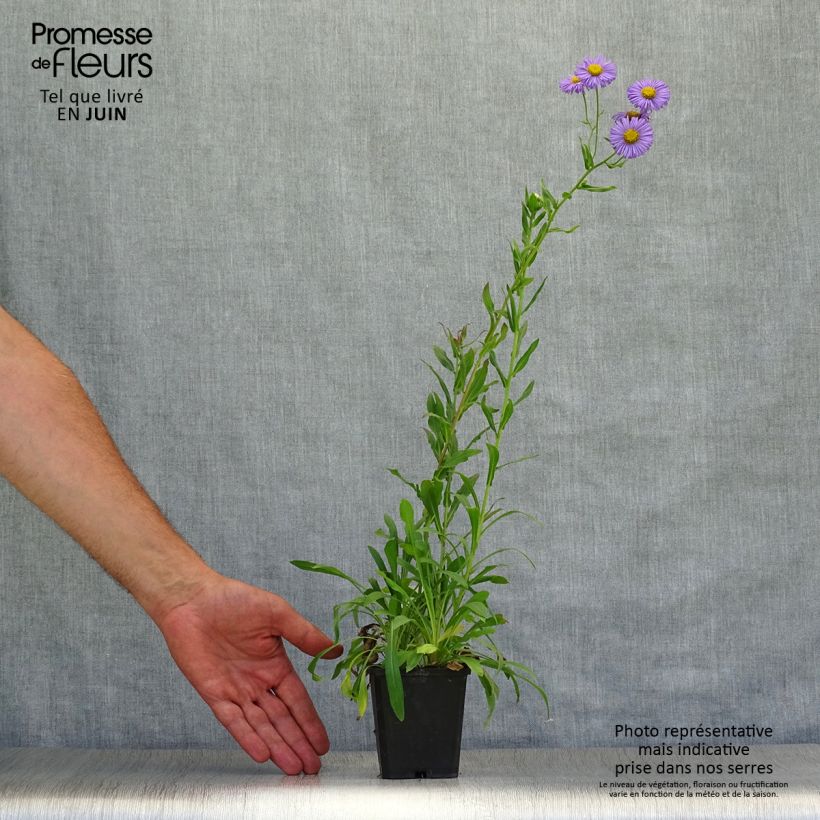 Esemplare di Erigeron speciosus Azure Beauty Vasetto da 8/9 cm consegnato in estate