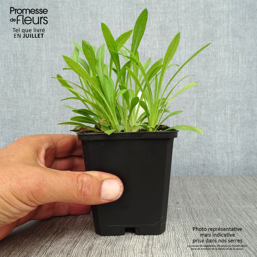 Esemplare di Erigeron Professor Korodi Vasetto da 8/9 cm consegnato in estate