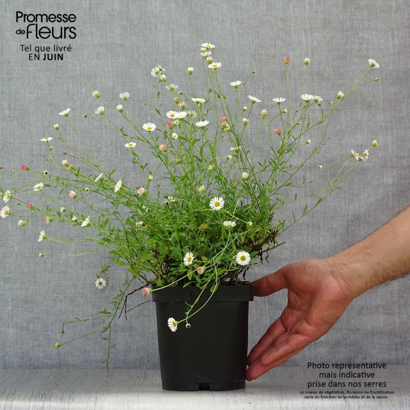 Esemplare di Erigeron karvinskianus - Cespica karvinskiana Vaso da 2L/3L consegnato in estate