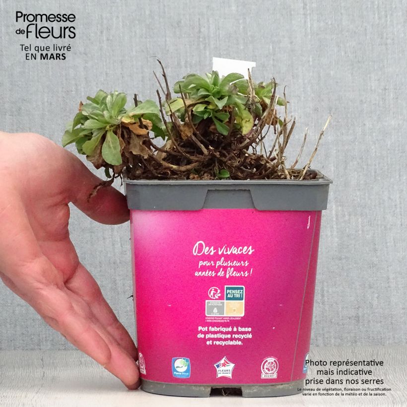 Erigeron leiomerus Vaso da 2L/3L esemplare consegnato in primavera