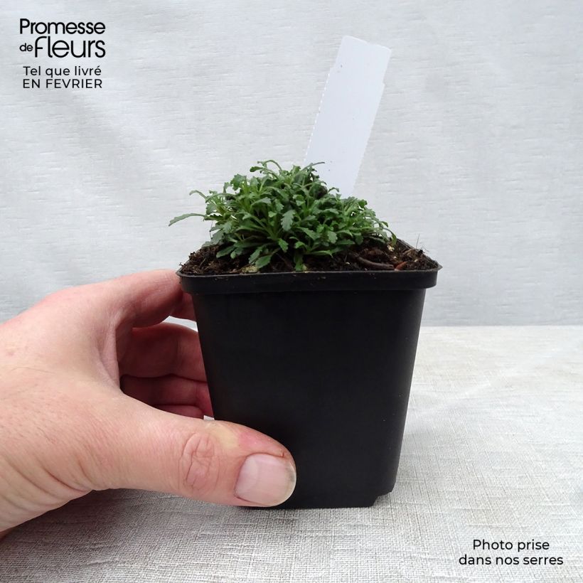 Erinus alpinus Hähnle Vasetto da 8/9 cm esemplare consegnato in inverno