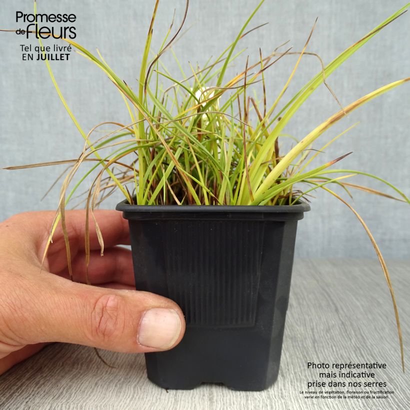 Esemplare di Eriophoron angustifolium - Pennacchi a foglie strette Vasetto da 8/9 cm consegnato in estate