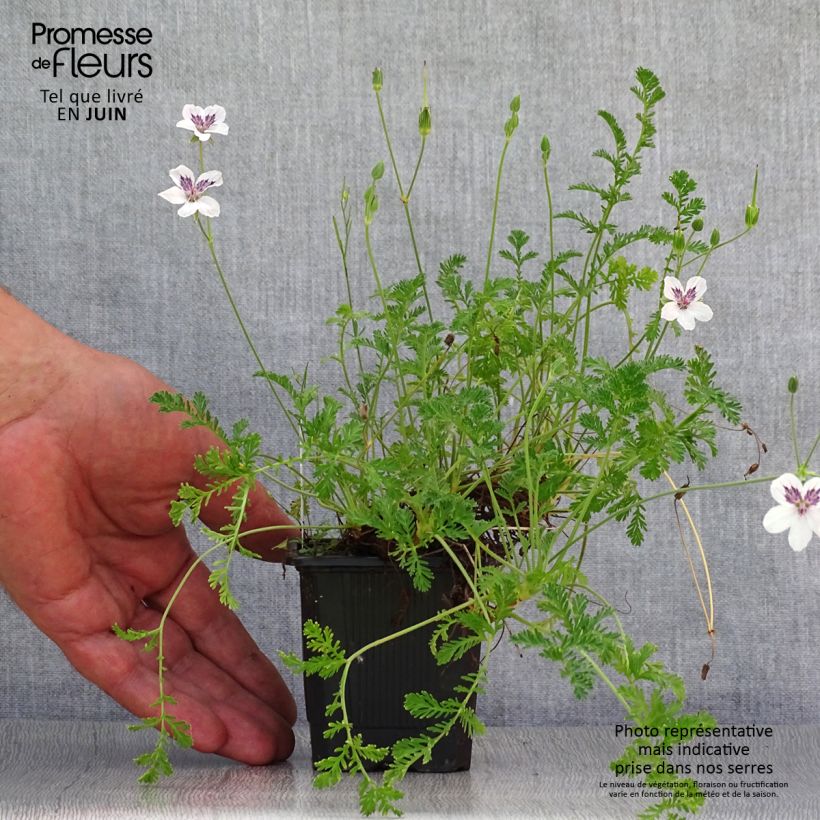 Esemplare di Erodium Stephanie Vasetto da 8/9 cm consegnato in estate