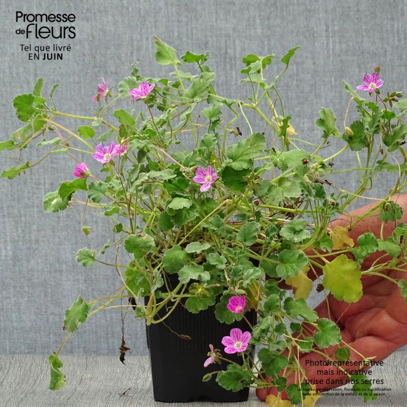 Esemplare di Erodium Bishop's Form Vasetto da 8/9 cm consegnato in estate