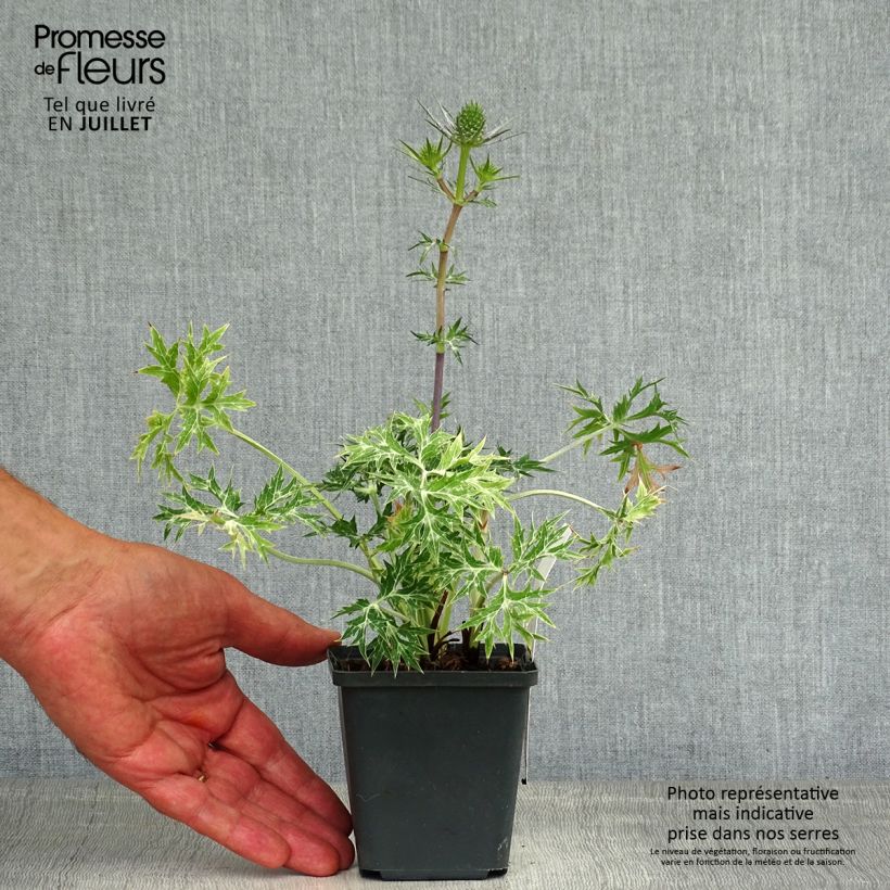 Esemplare di Eryngium maritimum Lapis Blue - Calcatreppola marittima Vasetto da 8/9 cm consegnato in estate