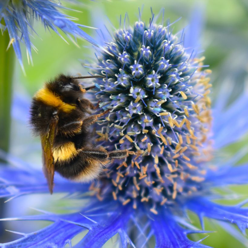 Eryngium maritimum Lapis Blue - Calcatreppola marittima (Fioritura)