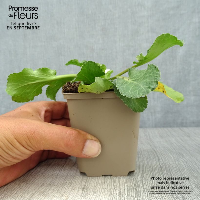 Esemplare di Eryngium planum Tiny Jackpot Vasetto da 8/9 cm come consegnato in autunno