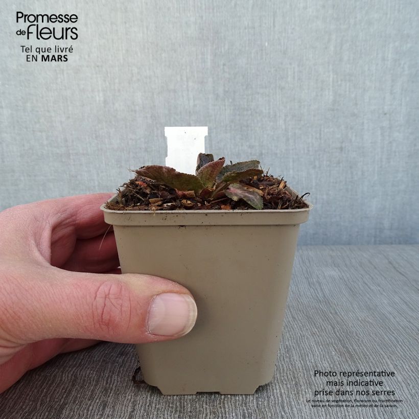 Eryngium planum Tiny Jackpot Vasetto da 8/9 cm esemplare consegnato in inverno