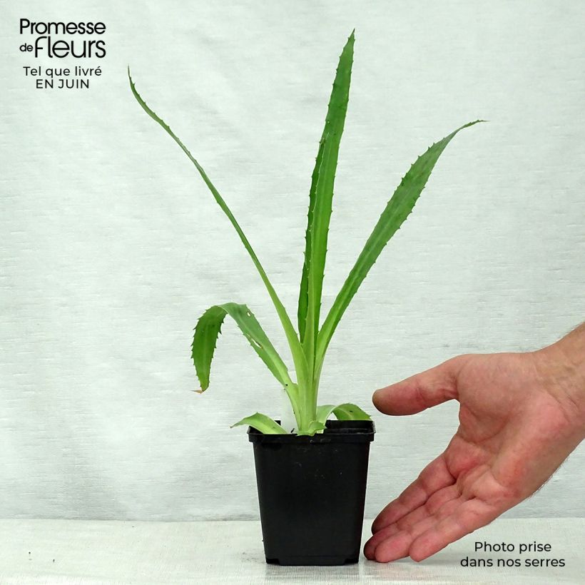 Esemplare di Eryngium agavifolium Vasetto da 8/9 cm consegnato in estate