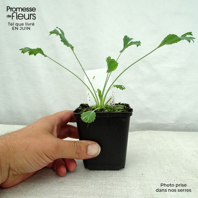 Esemplare di Eryngium bourgatii Vasetto da 8/9 cm consegnato in estate