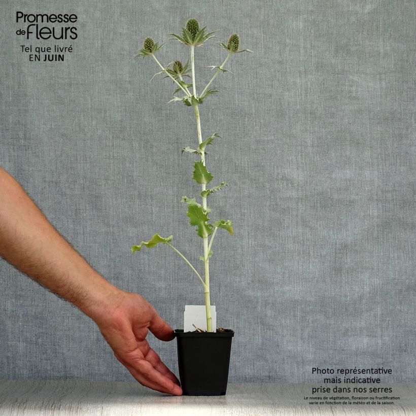 Esemplare di Eryngium giganteum Vasetto da 8/9 cm consegnato in estate