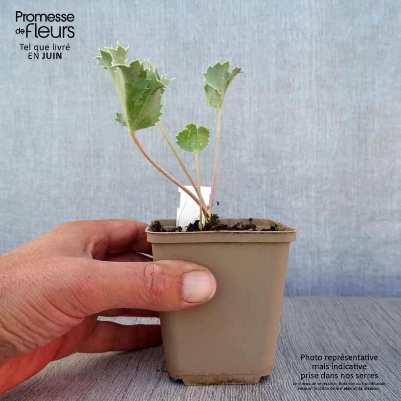 Esemplare di Eryngium maritimum - Calcatreppola marittima Vasetto da 8/9 cm consegnato in estate