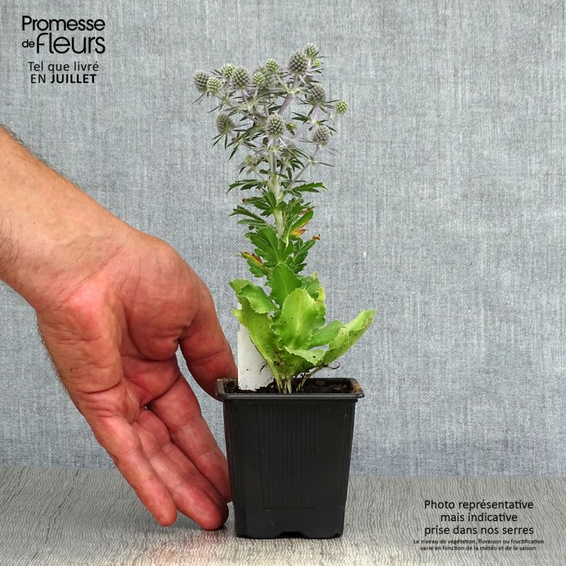 Esemplare di Eryngium planum Blue Hobbit Vasetto da 8/9 cm consegnato in estate