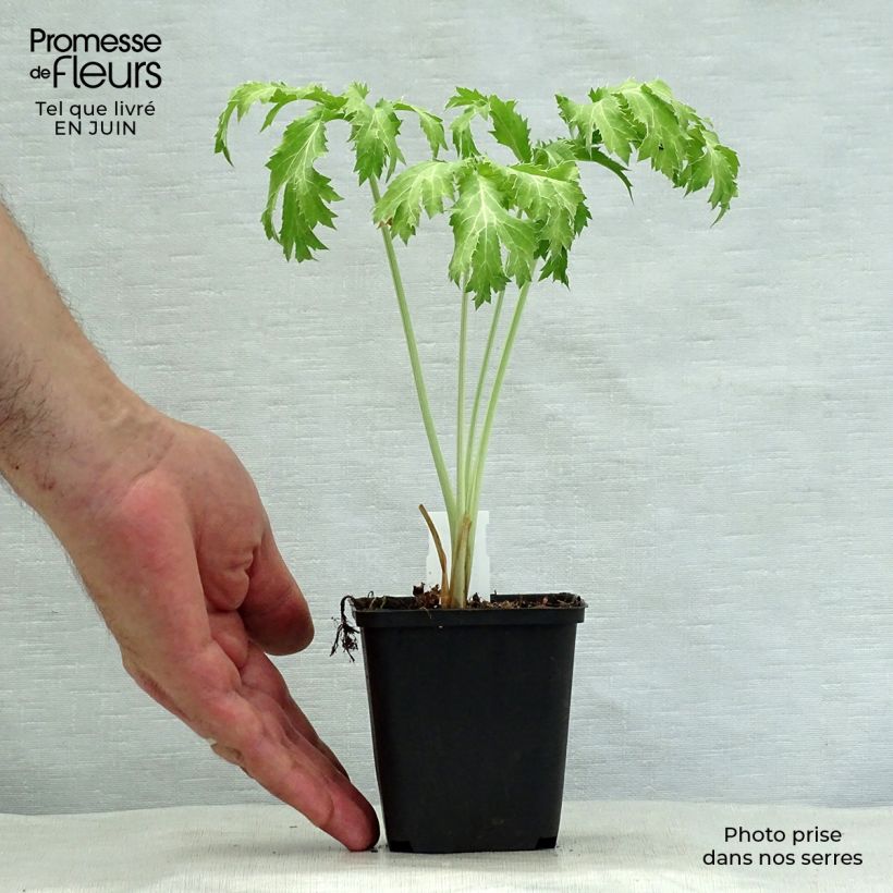 Esemplare di Eryngium planum Neptune's Gold Vasetto da 8/9 cm consegnato in estate