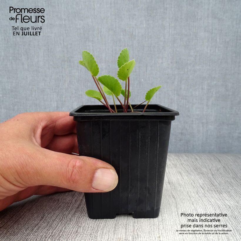 Esemplare di Eryngium planum Vasetto da 7/8 cm consegnato in estate