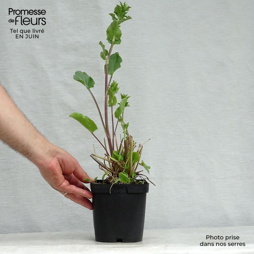 Esemplare di Eryngium planum Vaso da 2L/3L consegnato in estate