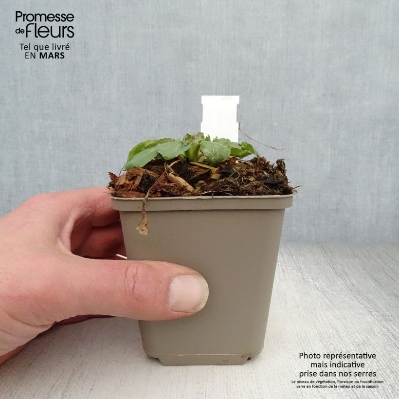 Eryngium tripartitum Godet de 9cm esemplare consegnato in primavera