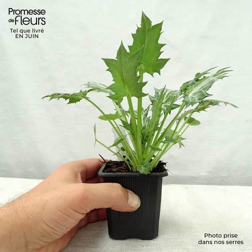 Esemplare di Eryngium variifolium Vasetto da 8/9 cm consegnato in estate