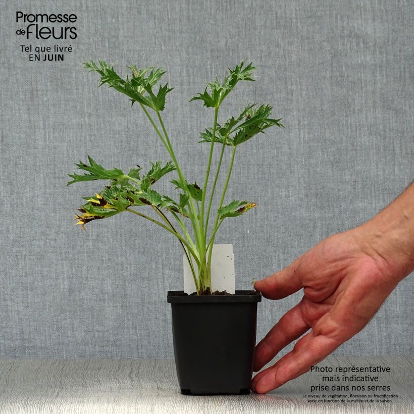 Esemplare di Eryngium zabelii Big Blue Vasetto da 8/9 cm consegnato in estate