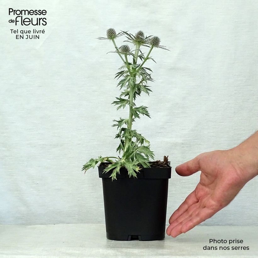 Esemplare di Eryngium zabelii Big Blue Vaso da 2L/3L consegnato in estate
