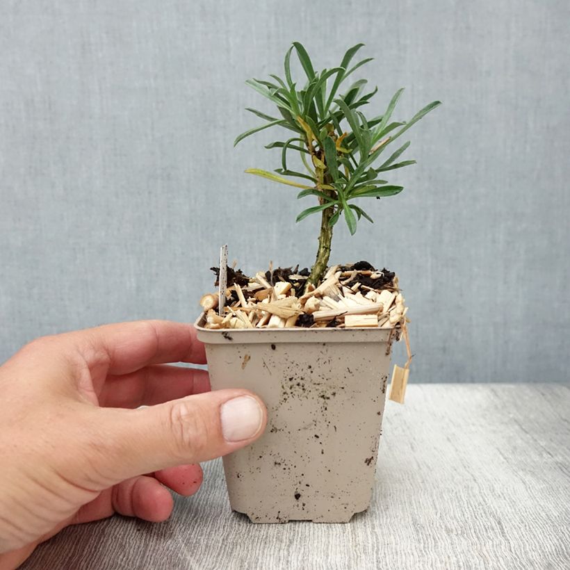 Esemplare di Erysimum Bowles Mauve - Violaciocca Vasetto da 8/9 cm consegnato in estate