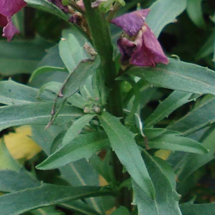 Erysimum Constant Cheer - Violaciocca (Fogliame)