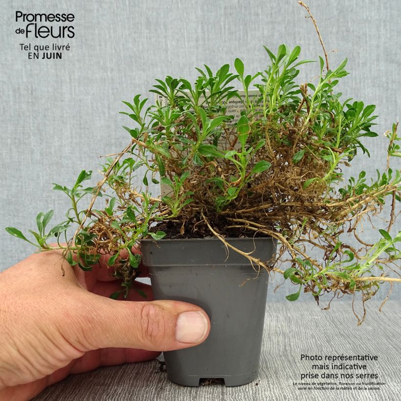 Esemplare di Erysimum Jubilee Gold - Violaciocca Vasetto da 8/9 cm consegnato in estate