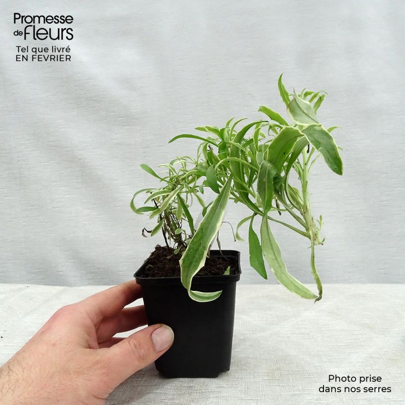 Erysimum linifolium Variegatum - Violaciocca Vasetto da 8/9 cm esemplare consegnato in inverno