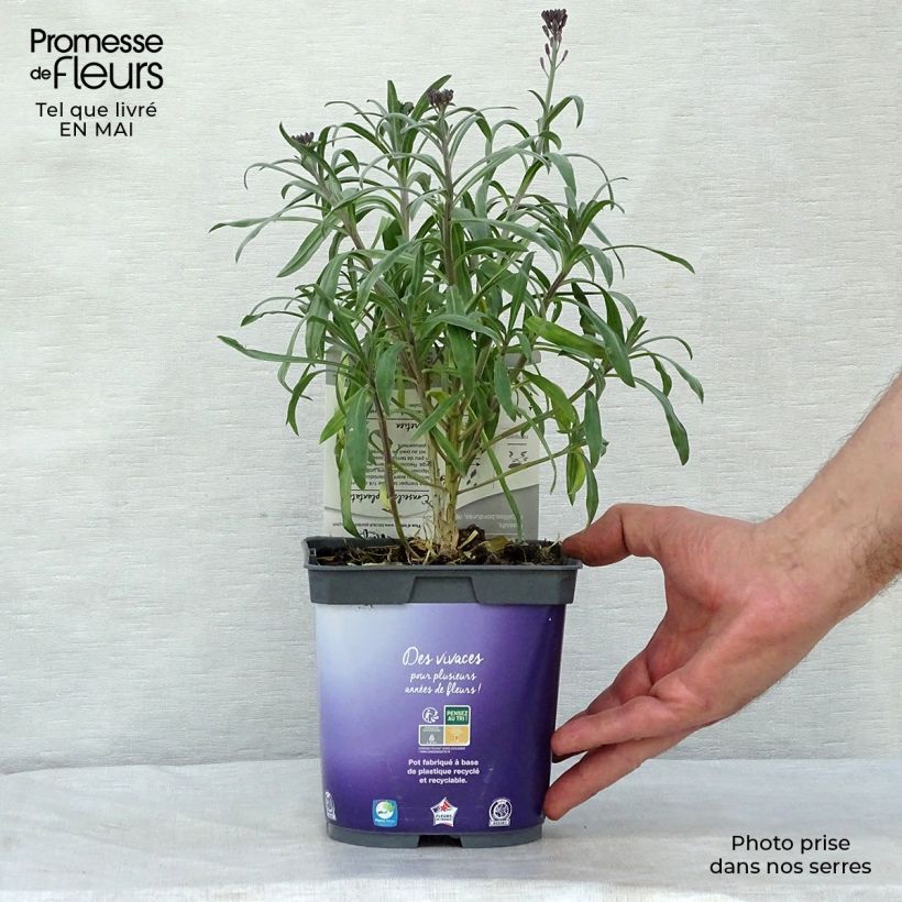 Erysimum linifolium Variegatum - Violaciocca Vasetto da 8/9 cm esemplare consegnato in primavera